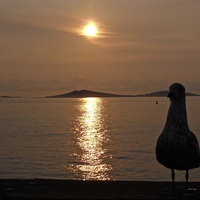 Buy canvas prints of Seagull Sunset Isles Of Scilly. by James Thomas