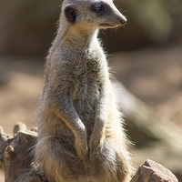 Buy canvas prints of Meerkat #1 by Gregory Lawson