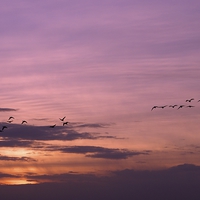 Buy canvas prints of Geese Home to Roost by Steve Hardiman