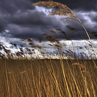 Buy canvas prints of 1 Reed in the Wind by Steve Hardiman