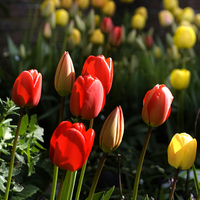 Buy canvas prints of Spring Tulips by Steve Hardiman