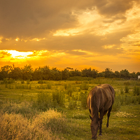 Buy canvas prints of  Horse at Sunset by Steve Hardiman