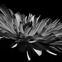 Buy canvas prints of Aster in Black and White by Steve Hardiman