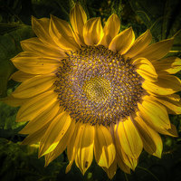 Buy canvas prints of Sunflower by Mike Janik