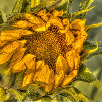 Buy canvas prints of Sunflower by Mike Janik