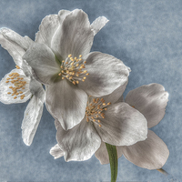 Buy canvas prints of Blossom by Mike Janik