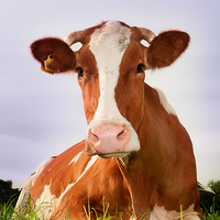 Buy canvas prints of Happy Cow by Mike Janik