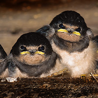 Buy canvas prints of Swallows by Mike Janik