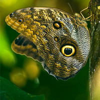Buy canvas prints of Owl Butterfly by Mark Robson