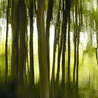 Buy canvas prints of The Enchanted Wood by richard pereira