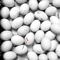 Buy canvas prints of Duck eggs by richard pereira