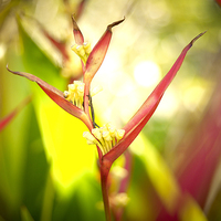 Buy canvas prints of Tropical flower Bird of Paradise by richard pereira
