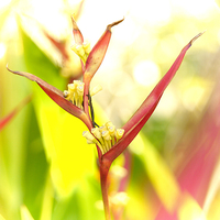 Buy canvas prints of Tropical flower Bird of Paradise by richard pereira