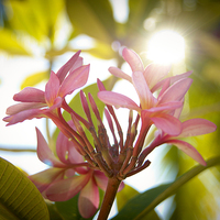 Buy canvas prints of Pink tropical flower by richard pereira