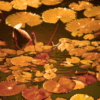 Buy canvas prints of lily pond by richard pereira