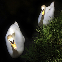Buy canvas prints of Swans by richard pereira