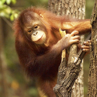 Buy canvas prints of Orangutang by richard pereira