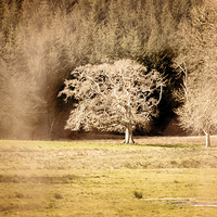 Buy canvas prints of Countryside tree by richard pereira
