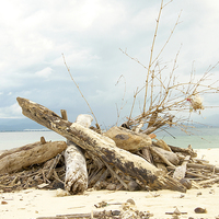 Buy canvas prints of Island Driftwood by richard pereira