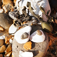 Buy canvas prints of Funny Pebble Face by Amy Lawson