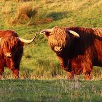 Buy canvas prints of Majestic Highland Cows in the Scottish Sun by Jane Braat
