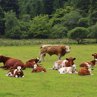 Buy canvas prints of Field of Cows by Jane Braat