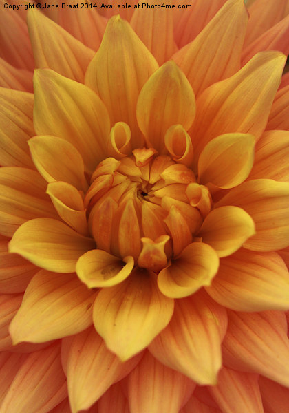 The Radiant Heart of a Dahlia Picture Board by Jane Braat