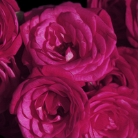 Buy canvas prints of Passionate Pink Roses by Jane Braat