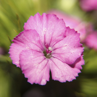 Buy canvas prints of Delicate Pink Sweet William Blossom by Jane Braat