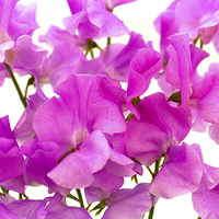 Buy canvas prints of Enchanting Fuchsia Sweet Pea Blossoms by Jane Braat