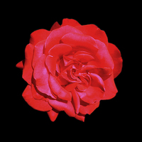 Buy canvas prints of Single Red Rose by Jane Braat