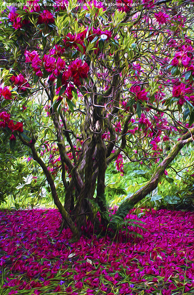 Rhododendron Tree Picture Board by Jane Braat