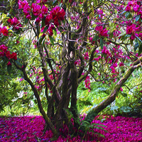 Buy canvas prints of Rhododendron Tree by Jane Braat