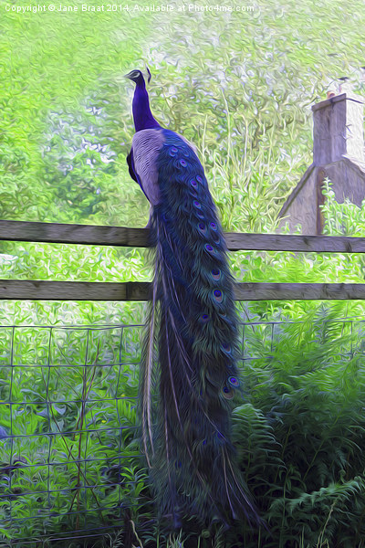 Majestic Peacock Perched in Scottish Countryside Picture Board by Jane Braat