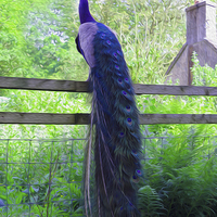 Buy canvas prints of Majestic Peacock Perched in Scottish Countryside by Jane Braat