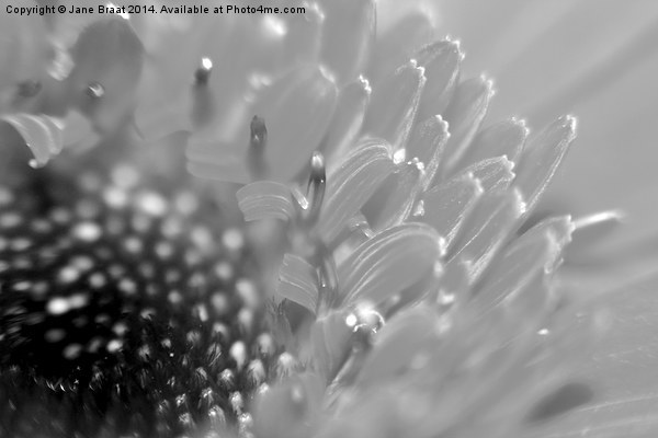 Dazzling Monochrome Blossom Picture Board by Jane Braat