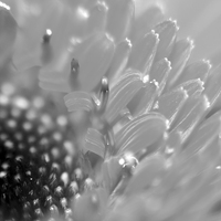 Buy canvas prints of Dazzling Monochrome Blossom by Jane Braat