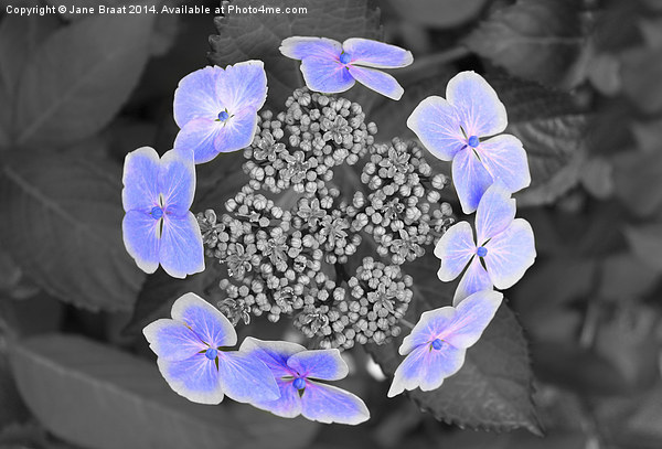 Enchanting Ring of Hydrangea Blooms Picture Board by Jane Braat