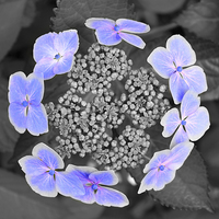 Buy canvas prints of Enchanting Ring of Hydrangea Blooms by Jane Braat
