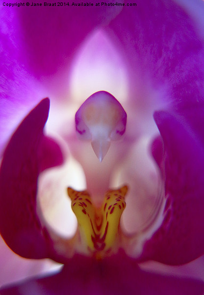 Beauty Inside the Orchid Picture Board by Jane Braat