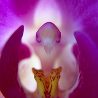 Buy canvas prints of Beauty Inside the Orchid by Jane Braat