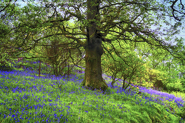A Bluebell Symphony Picture Board by Jane Braat