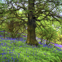 Buy canvas prints of A Bluebell Symphony by Jane Braat