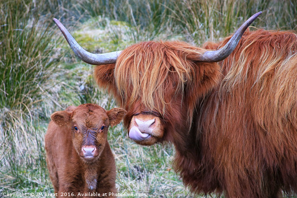 Majestic Highland Cows Grazing in Scotland Picture Board by Jane Braat