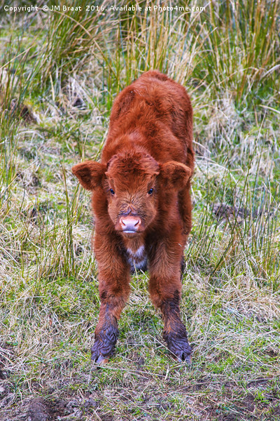Captivating Highland Calf Picture Board by Jane Braat