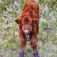 Buy canvas prints of Captivating Highland Calf by Jane Braat