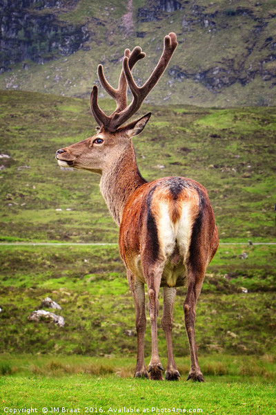 Majestic Highland Stag in Scotland Picture Board by Jane Braat