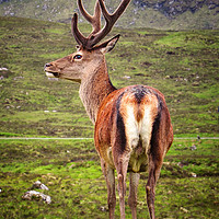 Buy canvas prints of Majestic Highland Stag in Scotland by Jane Braat