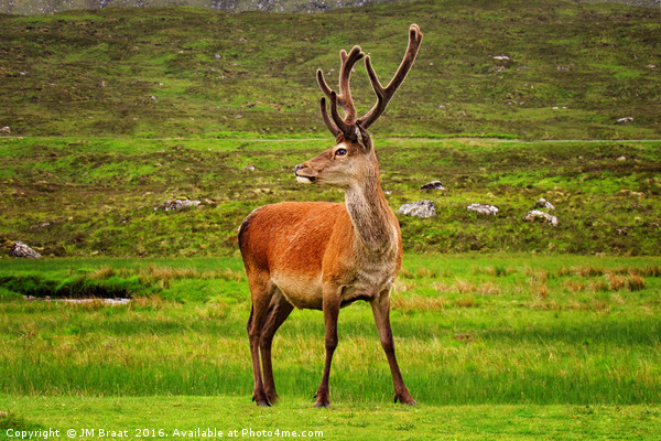 Highland Stag Picture Board by Jane Braat