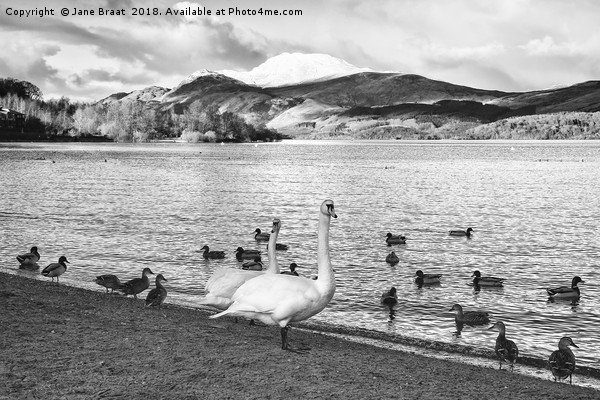 Majestic Wildlife on a Snowy Scottish Loch Picture Board by Jane Braat